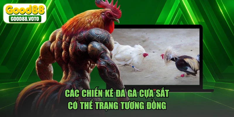 Các chiến kê đá gà cựa sắt có thể trạng tương đồng