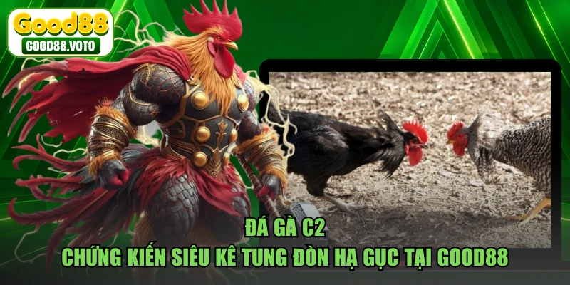 Đá Gà C2 - Chứng Kiến Siêu Kê Tung Đòn Hạ Gục Tại GOOD88