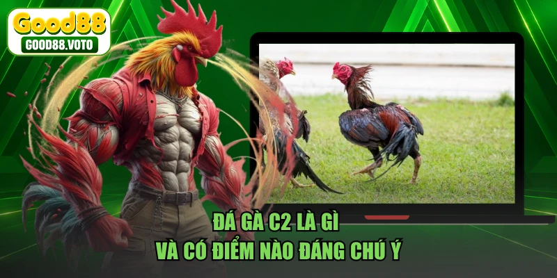 Đá gà C2 là gì và có điểm nào đáng chú ý