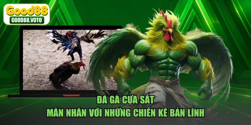 Đá Gà Cựa Sắt - Mãn Nhãn Với Những Chiến Kê Bản Lĩnh