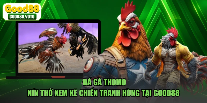 Đá Gà Thomo - Nín Thở Xem Kê Chiến Tranh Hùng Tại GOOD88