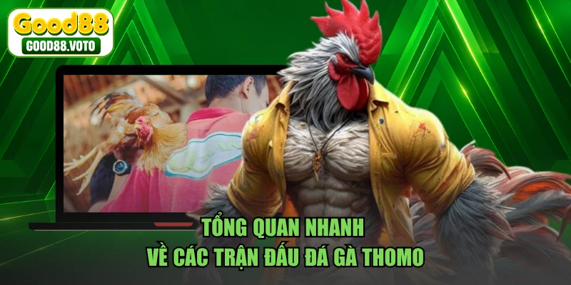 Tổng quan nhanh về các trận đấu đá gà thomo